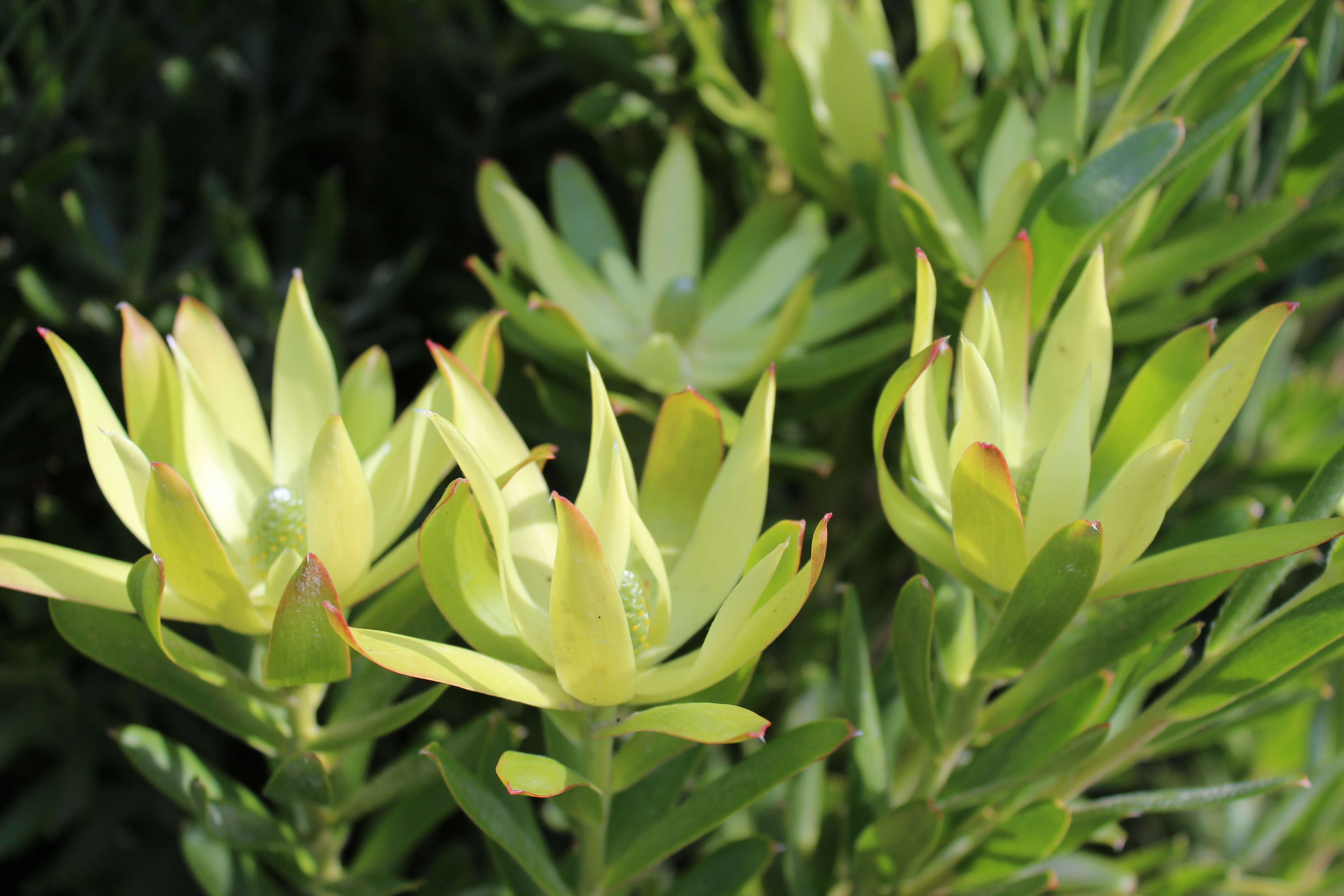Leucadendron Florence | Leucadendron floridum