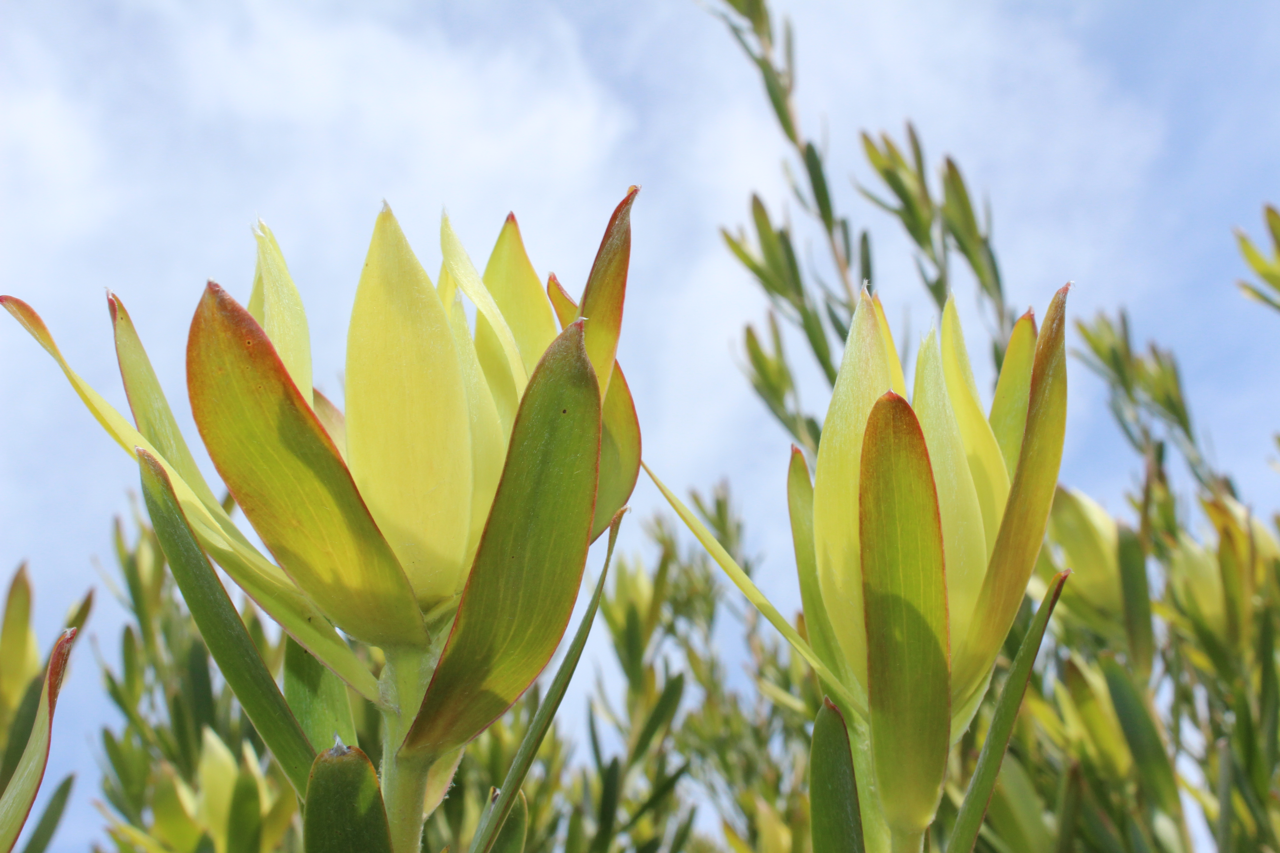 Leucadendron Florence | Leucadendron floridum
