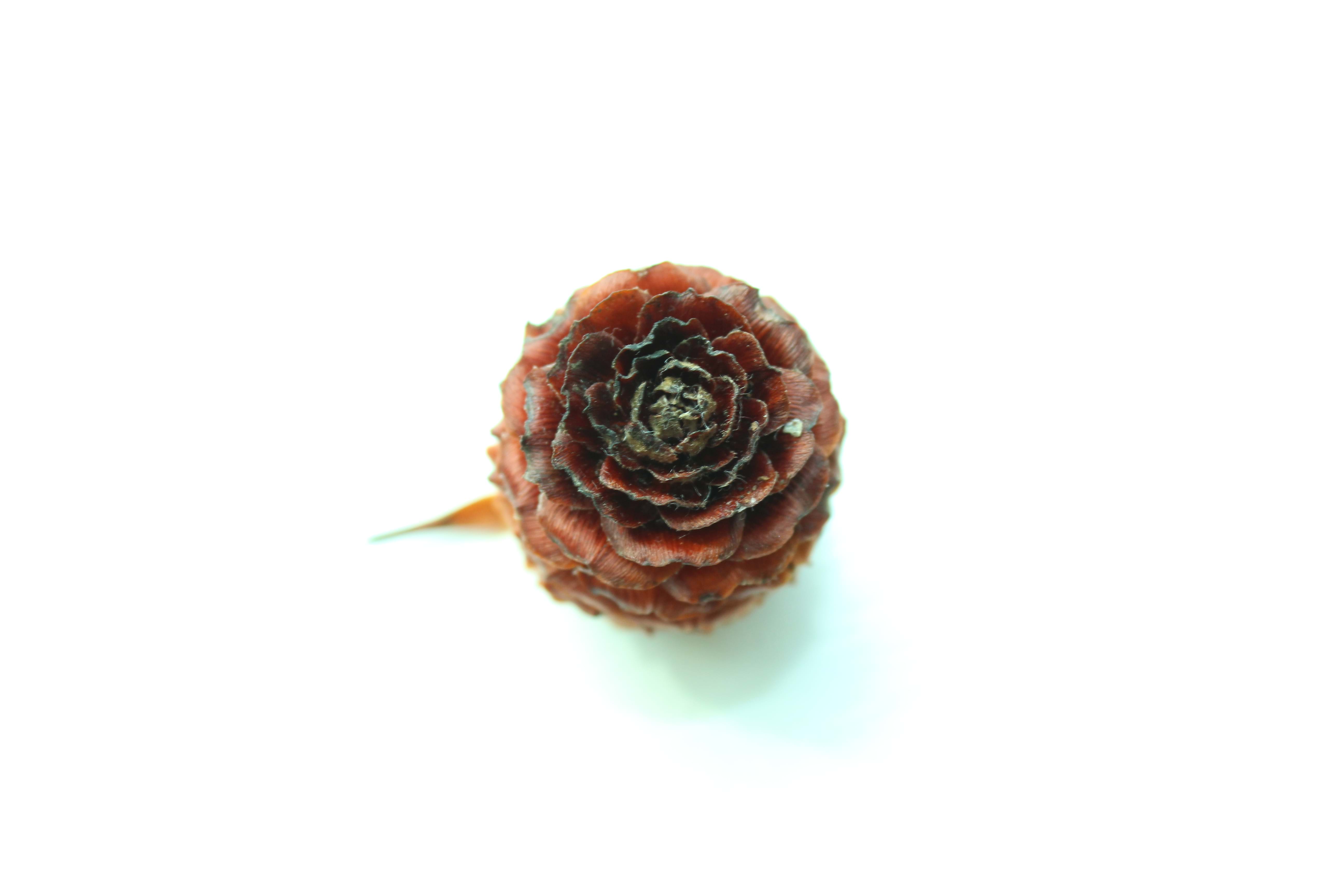 Leucadendron | Conebush | Leucadendron Cone