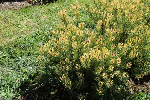 Proteaceae | Leucadendron | Leucadendron Plant | Small Shrub | Leucadendron Bellas Buttons