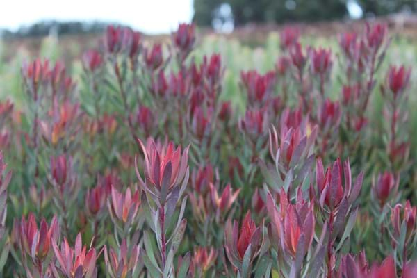 Proteaceae | Leucadendron | Leucadendron Misty Sunrise | Misty Sunrise | Leucadendron Plants