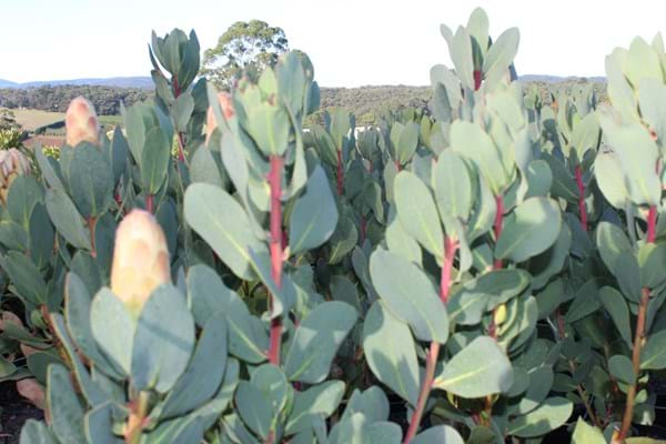 Protea plants | Proteaceae | Protea | Protea Grandicolor PBR | Grandicolor | Protea Flower