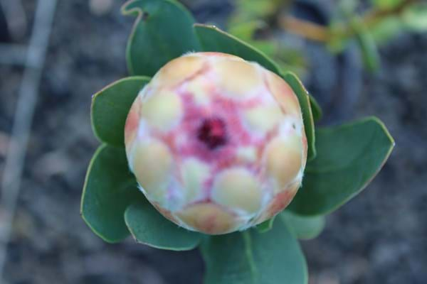 Protea plants | Proteaceae | Protea | Protea Grandicolor PBR | Grandicolor | Protea Flower