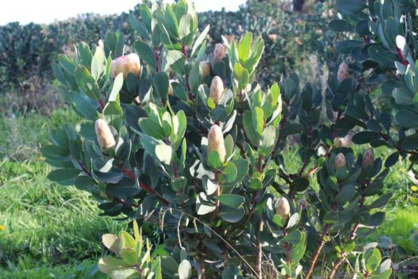 Protea plants | Proteaceae | Protea | Protea Grandicolor PBR | Grandicolor | Protea Flower