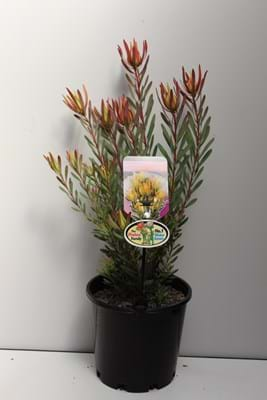 Leucadendron Yellow Countess | Leucadendron | Yellow Countess | Proteaceae | Protea Plants | Leucadendron plants