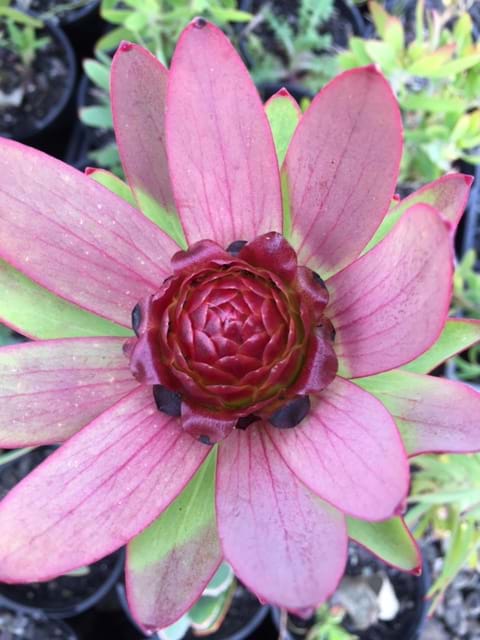 Leucadendron | Conebush | Leucadendron Cone | Leucadendron Spring Blaze