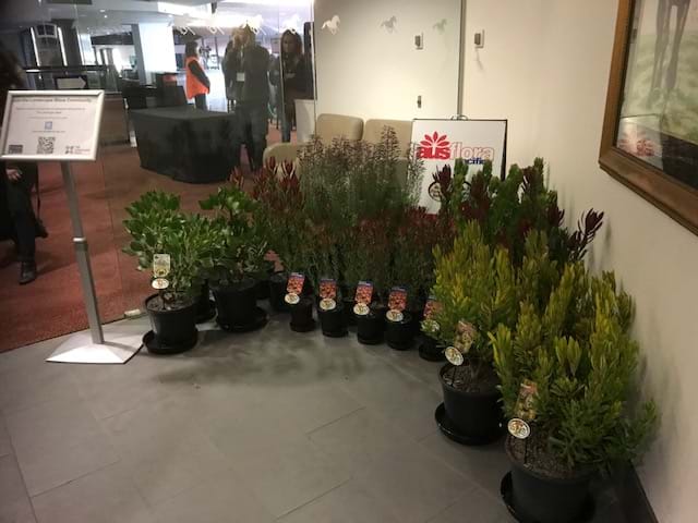 Protea | Leucadendron