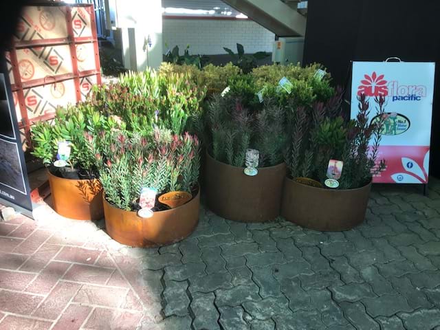 Leucadendron | Garden Edging