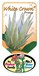 Proteas | Proteaceae | Protea plants | Proteaceae plants | Protea| Small Protea | Shrub |Protea White Crown PBR Label | Protea Plants |Protea | Flowering plant | Proteaceae Plant | Protea Flower