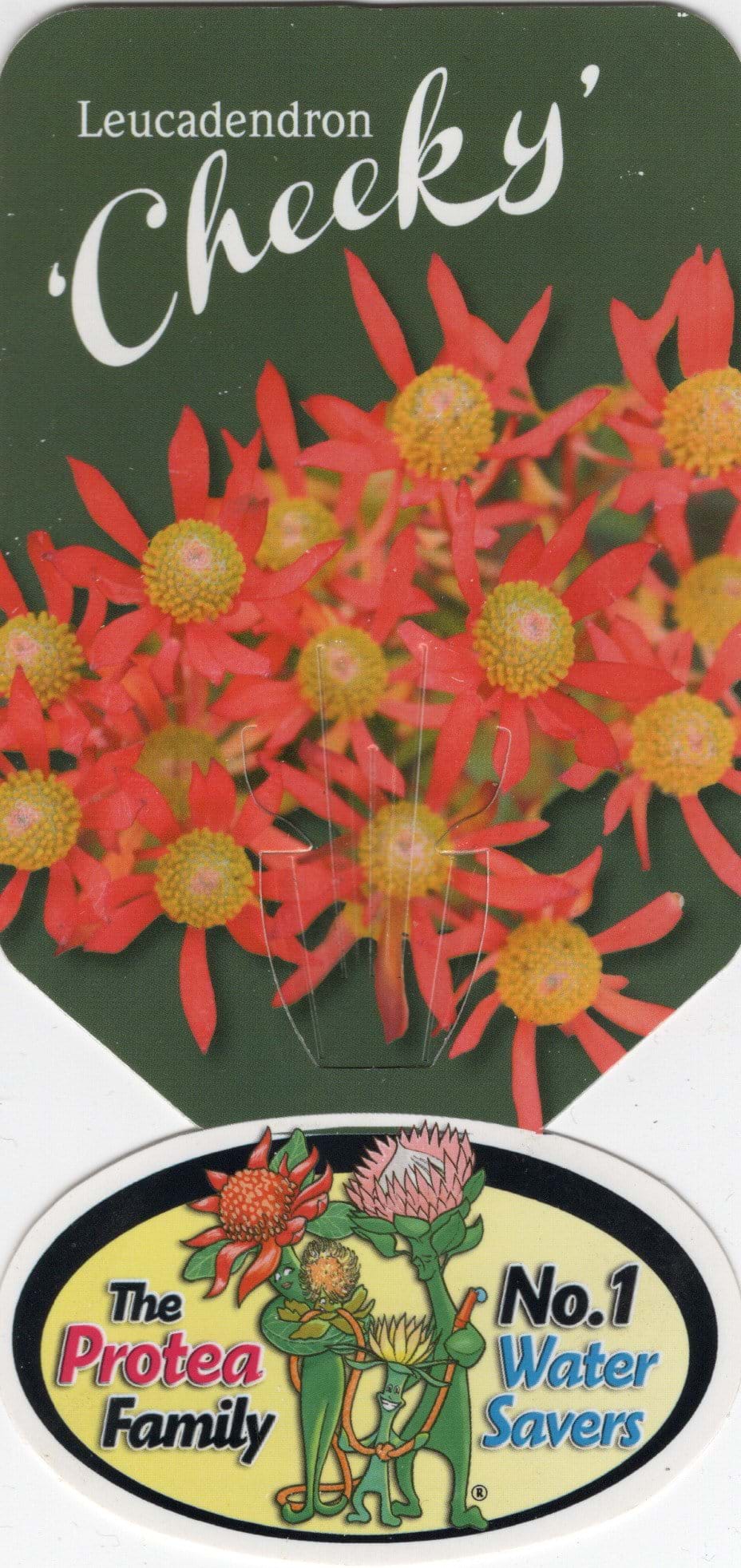 Leucadendron Cheeky , Protea plant