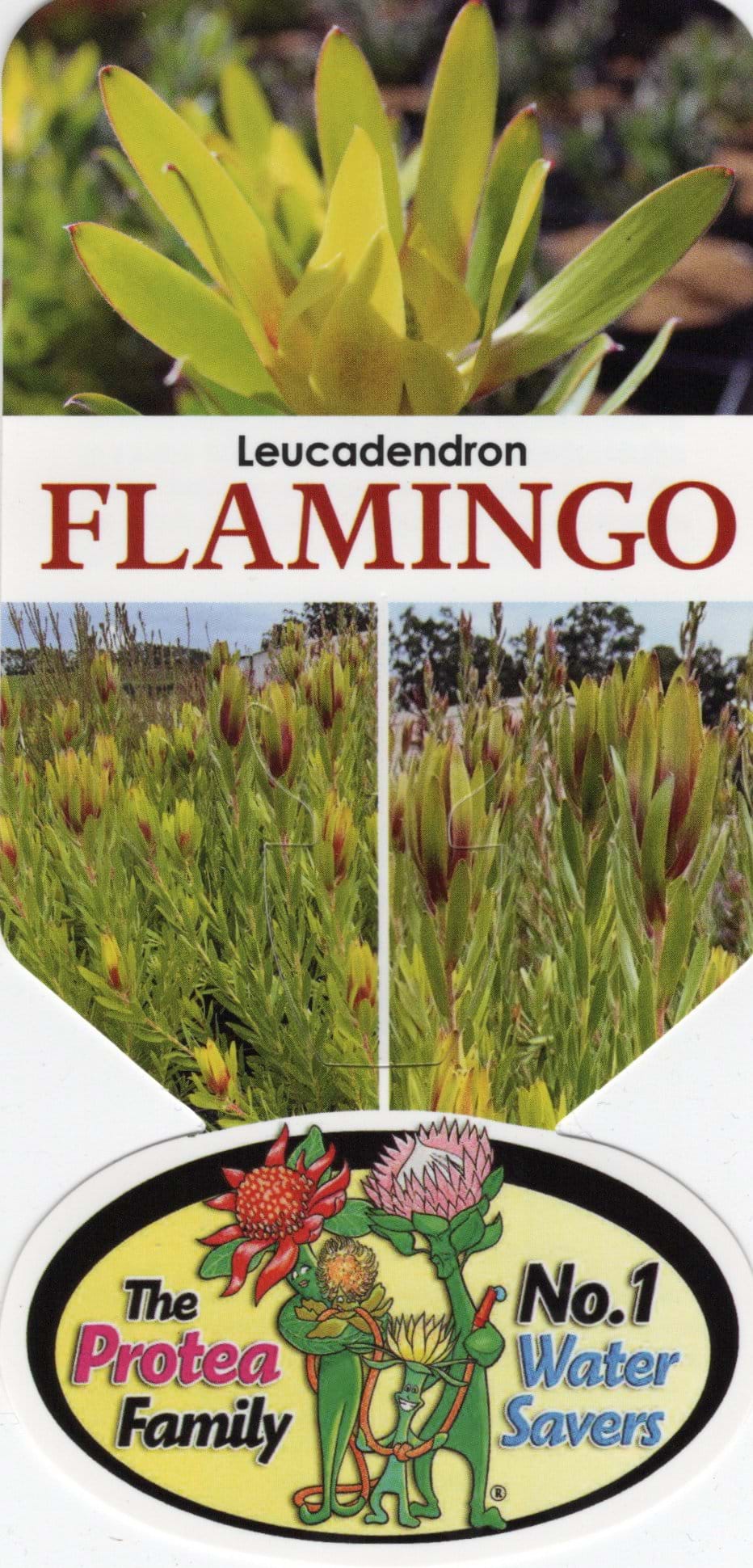 Leucadendron Devils Blush Label, Protea plant