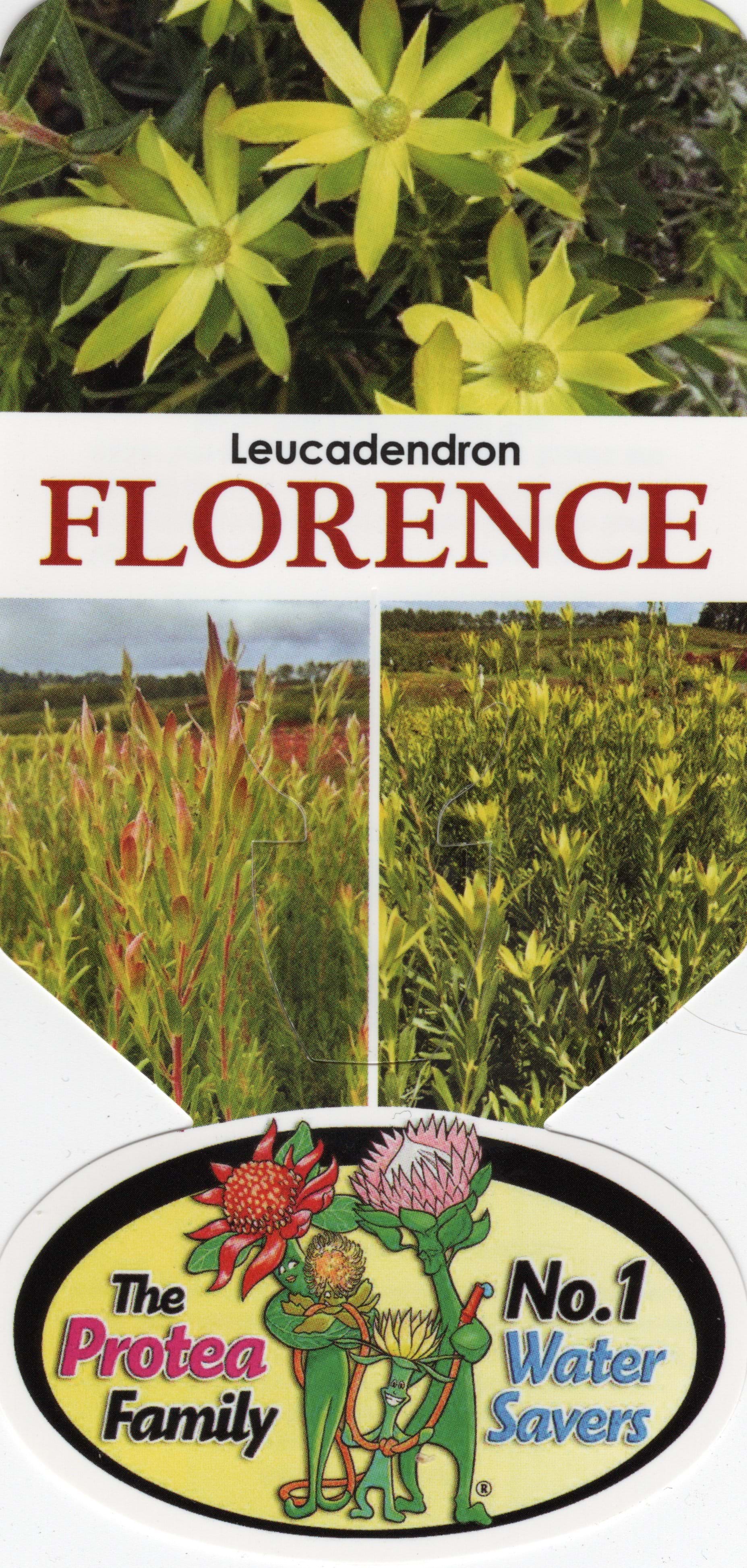 Leucadendron Florence | Leucadendron floridum