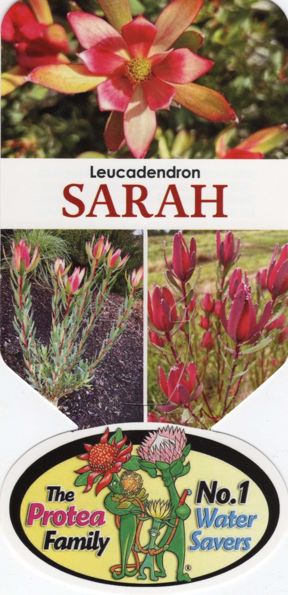 Leucadendron Sarah Label, Leucadendron, Protea plant