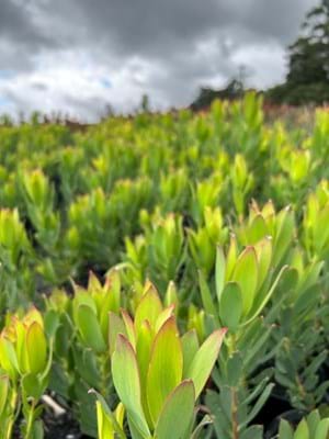 Leucadendron 'Lime Magic