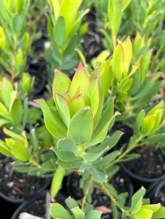 Leucadendron&nbsp;'Lime Magic