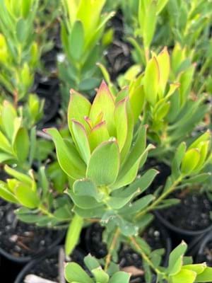 Leucadendron 'Lime Magic
