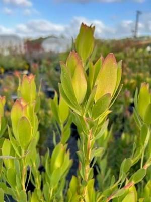 Leucadendron 'Lime Magic
