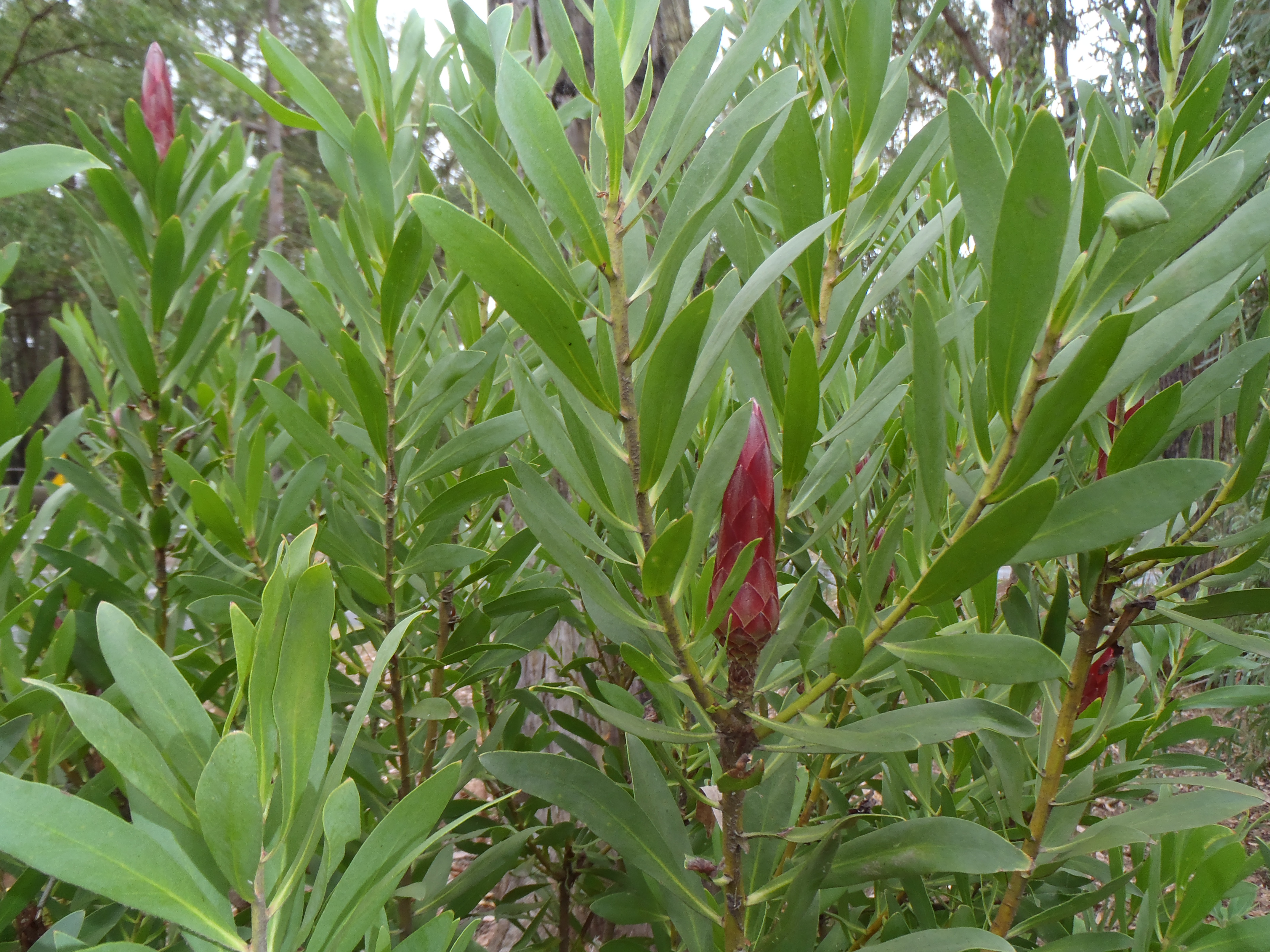 Protea | Protea Plants | Protea Plant | Protea Clarks Red