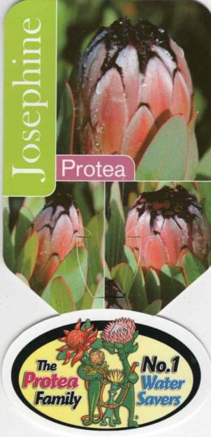 Proteas | Proteaceae | Protea plants | Proteaceae plants | Protea| Small Protea | Shrub |Protea White Crown PBR Label | Protea Plants |Protea | Flowering plant | Proteaceae Plant | Protea Flower