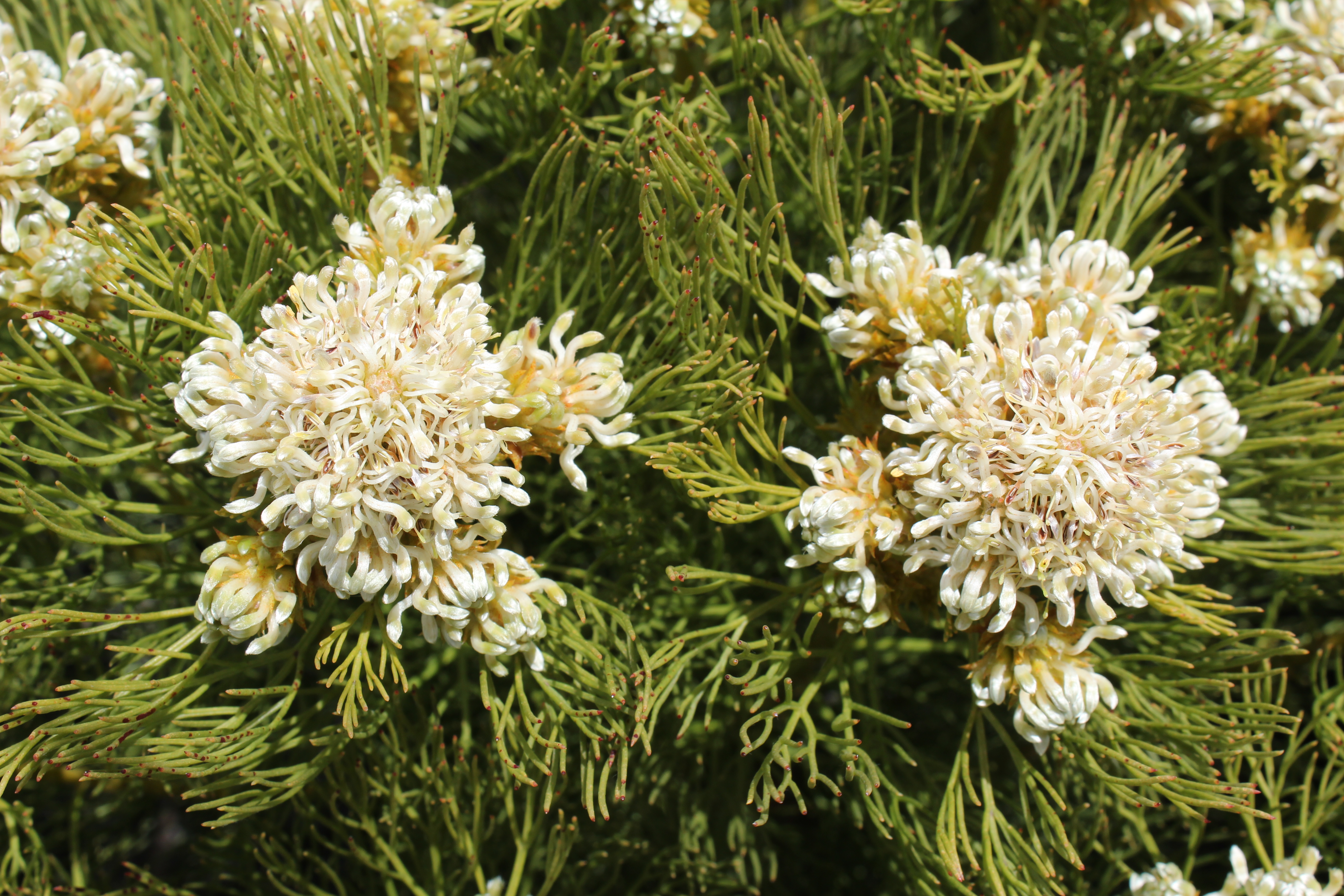 Serruria glomerata | Protea Plants | Proteaceae