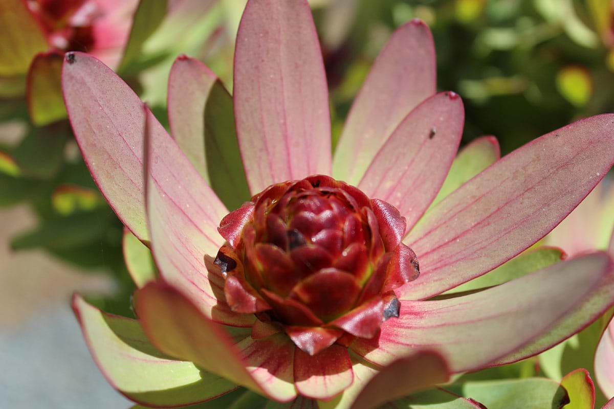 Leucadendron 'Summer Sun' in full bloom