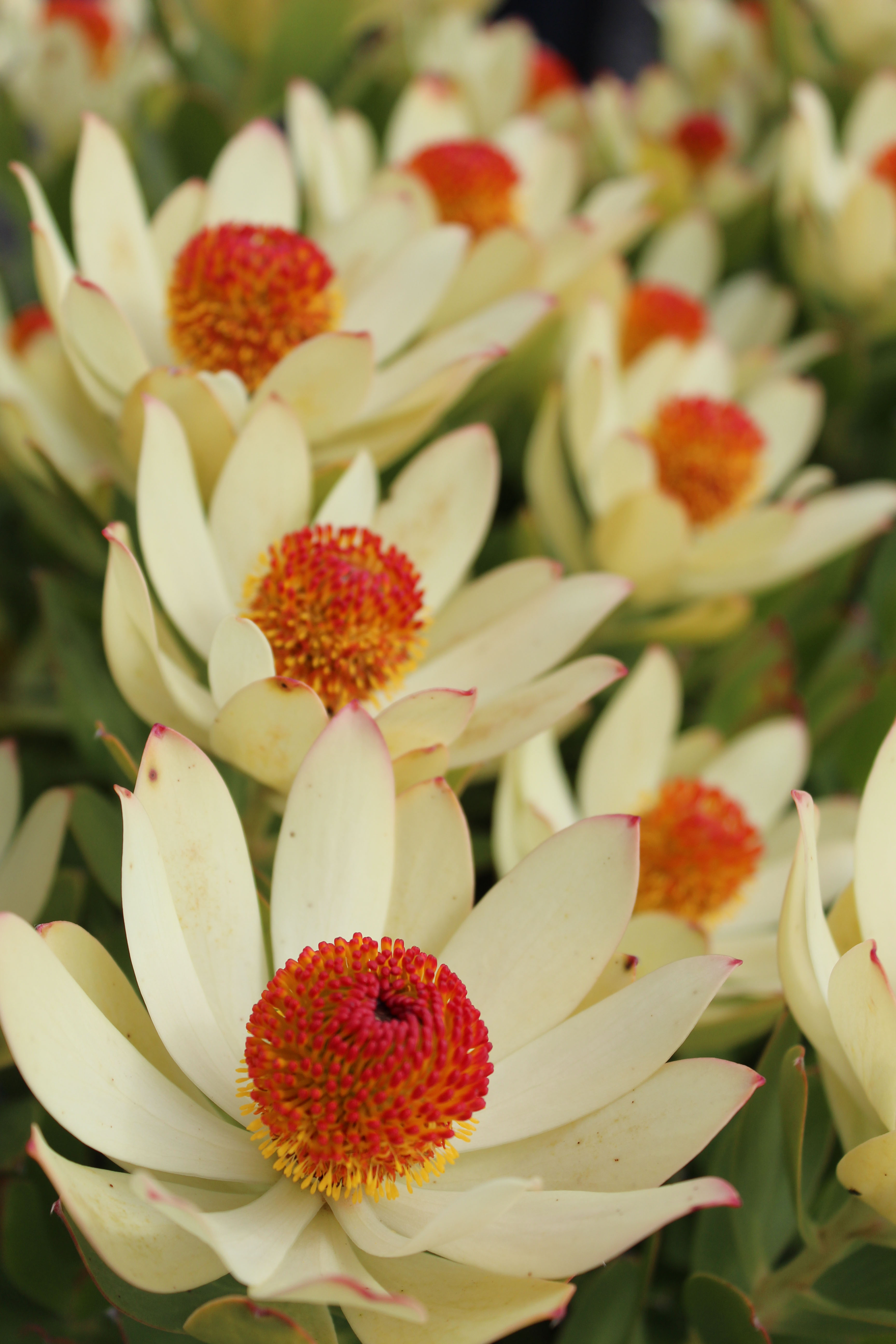 Leucadendron 'Summer Sun' in full bloom
