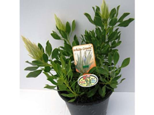 Protea plants | Proteaceae | Protea | Protea White Crown PBR | White Crown
